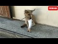 Парень из Курска спас бездомную собачку