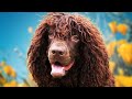 Irish Water Spaniel - Ultimate Owner's Guide (Top Pros and Cons) の動画、YouTube動画。