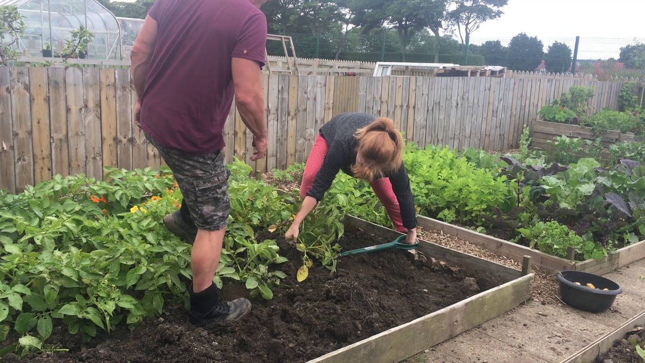 Charlotte Potato Reveal at the Allotment
