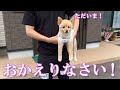 【福島帰省編】ポメくん劇場の開幕です!