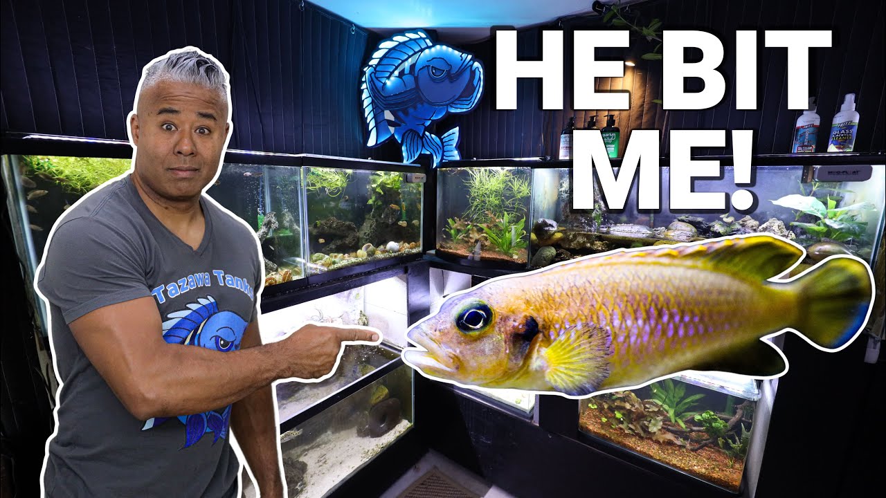I am Tired of This Aquarium...