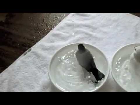 文鳥動画 水行する桜文鳥ほーちゃん