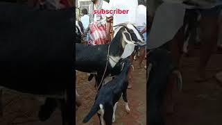 ஒரிஜினல் கண்ணி ஆடு சந்தை | Ettayapuram goat market | kalnadai tholan screenshot 1