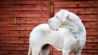 Understanding the Great Dane Breed and Their Suitability for Agility Trials