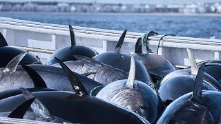 Amazing Giant Bluefin Tuna Catching on The Sea With Modern Big Boat - Fastest Tuna Fishing Net