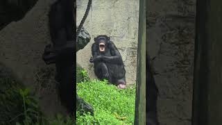 黑猩猩Chimpanzee/Taipei Zoo