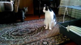 СМЕШНЫЕ И ПРИКОЛЬНЫЕ КОТИКИ И КОШКИ #31 СМЕШНЫЕ И ПРИКОЛЬНЫЕ КОТИКИ И КОШКИ #31