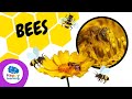 THINGS YOU DIDN&#39;T KNOW ABOUT BEES 🐝 | HAPPY LEARNING 🍯