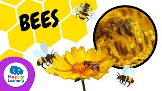 THINGS YOU DIDN'T KNOW ABOUT BEES  | HAPPY LEARNING