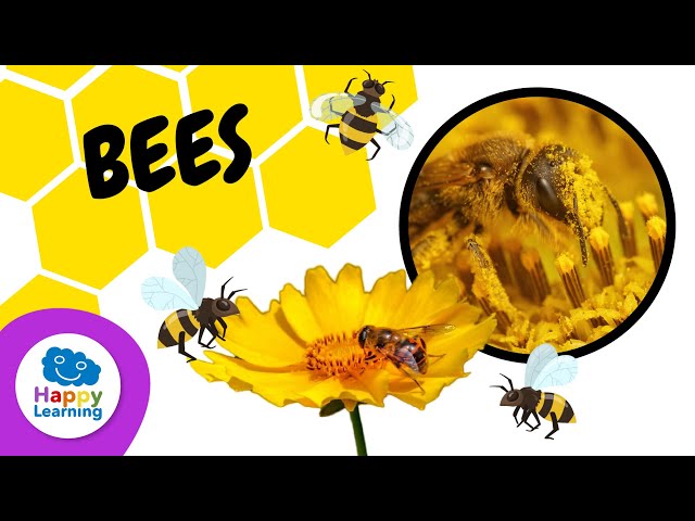 THINGS YOU DIDN'T KNOW ABOUT BEES 🐝 | HAPPY LEARNING 🍯 class=