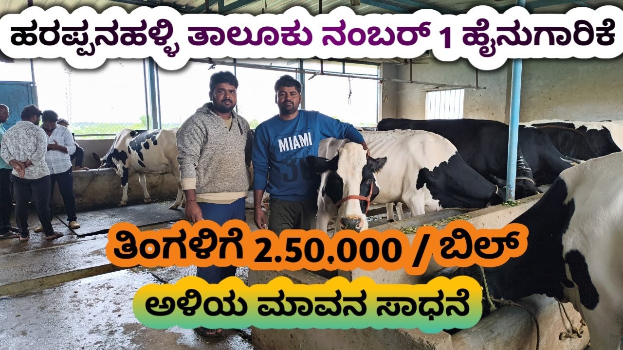 5 ಹಸುವಿನಿಂದ 40 ಹಸು ಸಾಕಿದ ರೈತ  || 5 cow 40 cow farmer