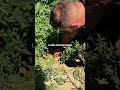 Secretul trandafirilor sănătoși 🌹