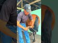 #asmr #farrier #horse #farrierlife #satisfying #hoofcare