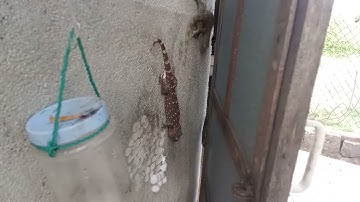 lên máy e tắc kè Bông ae cần ngâm rượu uốn đâu sương đâu khớp bổ thận tráng dương thì lh Zalo e nha