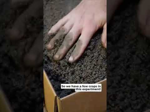Video: Storing Veggies In Sand - Aflați despre nisipul de depozitare a legumelor rădăcinoase