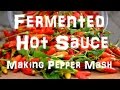 Homemade Tabasco Hot Sauce - Making Pepper Mash - Part 1 of 2