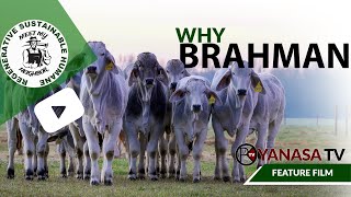 The Brahman Cattle Breed | Why Brahman