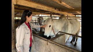 Bakahan sa Nueva Ecija_saKABUKIRAN (CATTLE FARM in NE, Phil.)