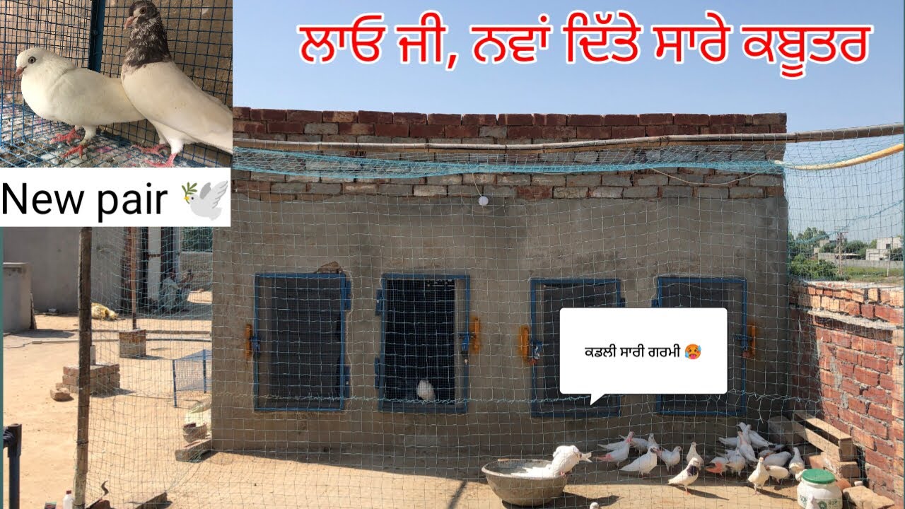 ਲਓ ਜੀ, ਅੱਜ ਨਮਾਂ  ਦਿੱਤੇ ਸਾਰੇ ਵੱਡੇ💧🕊️ ਕਬੂਤਰ॥ ਲਾ ਦਿੱਤਾ ਇੱਕ ਨਵਾਂ ਜੋੜਾ॥  one new pair 