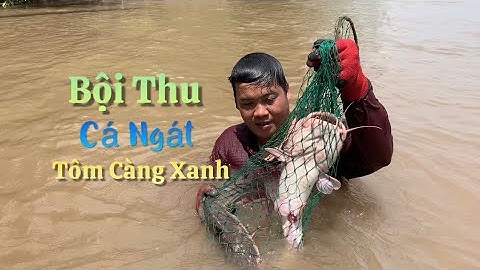 Ra sông hậu mò Tôm Càng Xanh bắt Cá Ngát hôm nay tiếp tục bội thu | Cù Lao Dung Vlogs #402