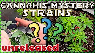 🍁 EXCLUSIVE Premiere: Wir bauen diese Sorten ALS ERSTE an🍁 Dutch Passion, Cannabis Anbau in VIVOSUN!