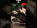 Leopard vs Black Hyena – Epic Jungle Predator Fight! #wildlife #animals #nature#movie#facts #shorts