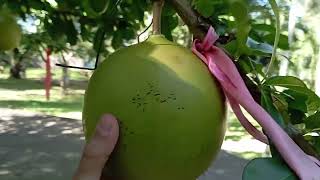 видео: Что посмотреть в Нячанге – водопады Янг Бэй и парк картинка: Что посмотреть в Нячанге – водопады Янг Бэй и парк