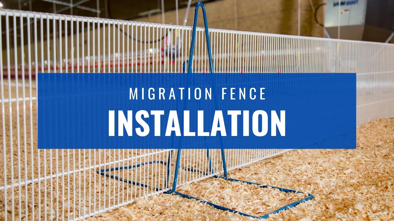 Migration Fences YouTube