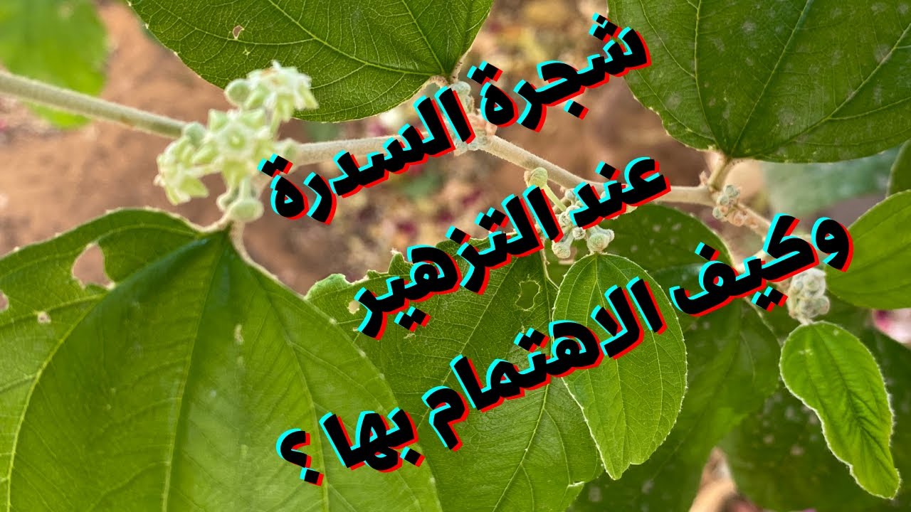 معاملات شجرة السدر وقت التزهير