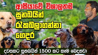 ආසයව වශලතම සනඛයන රකබලගනන ගදර - Asias Biggest Dog Care Clinic Dog Care Clinic Dcc