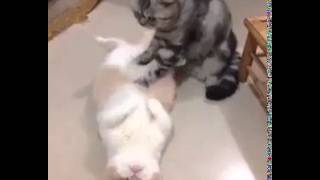Petting cat! gif