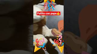 pollito con papa#pollito con papa