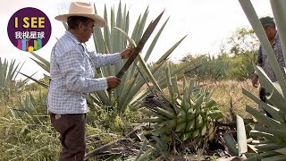 龙舌兰从植物到酒酿造过程 墨西哥人的古老饮品麦斯卡尔