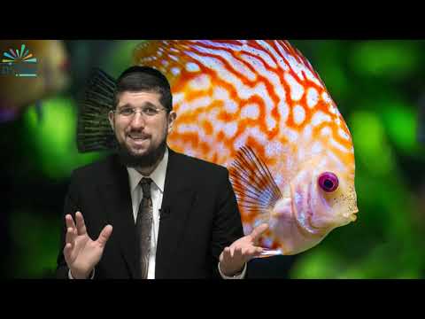 יונה הנביא הסיפור שיפתיע אתכם | יום הכיפורים | הרב אליהו עמר