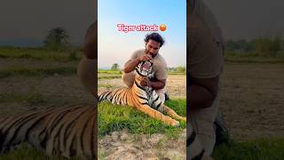 Tiger attack 😡😱 #tigerspotted #animals #wildliferescue #largecats #lionnation #lion #bigcat 😱