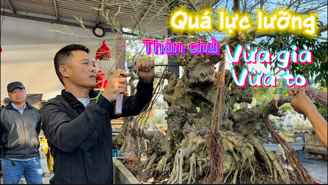 Cây Sanh Quê Lâu Năm Khủng | Đại Cốt Già Cần Được Xử Lý Mạnh Tay