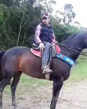 Fatalidade: raio mata tropa de cavalos em fazenda; vídeo — CompreRural