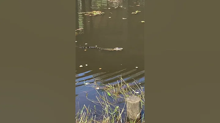 alligators of the bayou