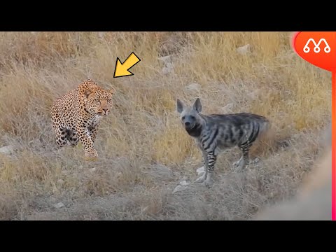 LEOPARD ATTACK HYENA?