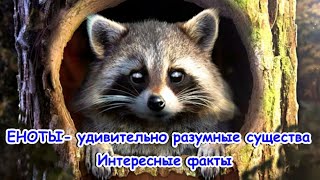 ЕНОТЫ  удивительно разумные существа Интересные факты RACCOONS are smart creatures