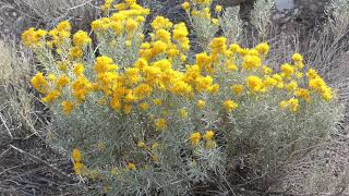 Rubber Rabbitbrush