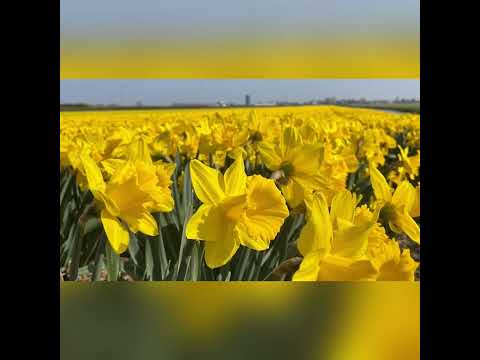 Daffodils fields in Lisse, the Netherlands