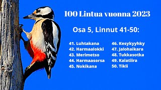 100 Lintulajia 2023, Osa 5, Linnut (41-50)