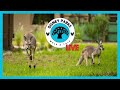 📱 (VERTICAL) LIVE! From Disney's Animal Kingdom: G'Day 📱