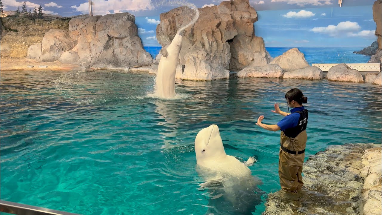 2025/09/21 ベルーガのトレーニング【全頭参加編】@名古屋港水族館