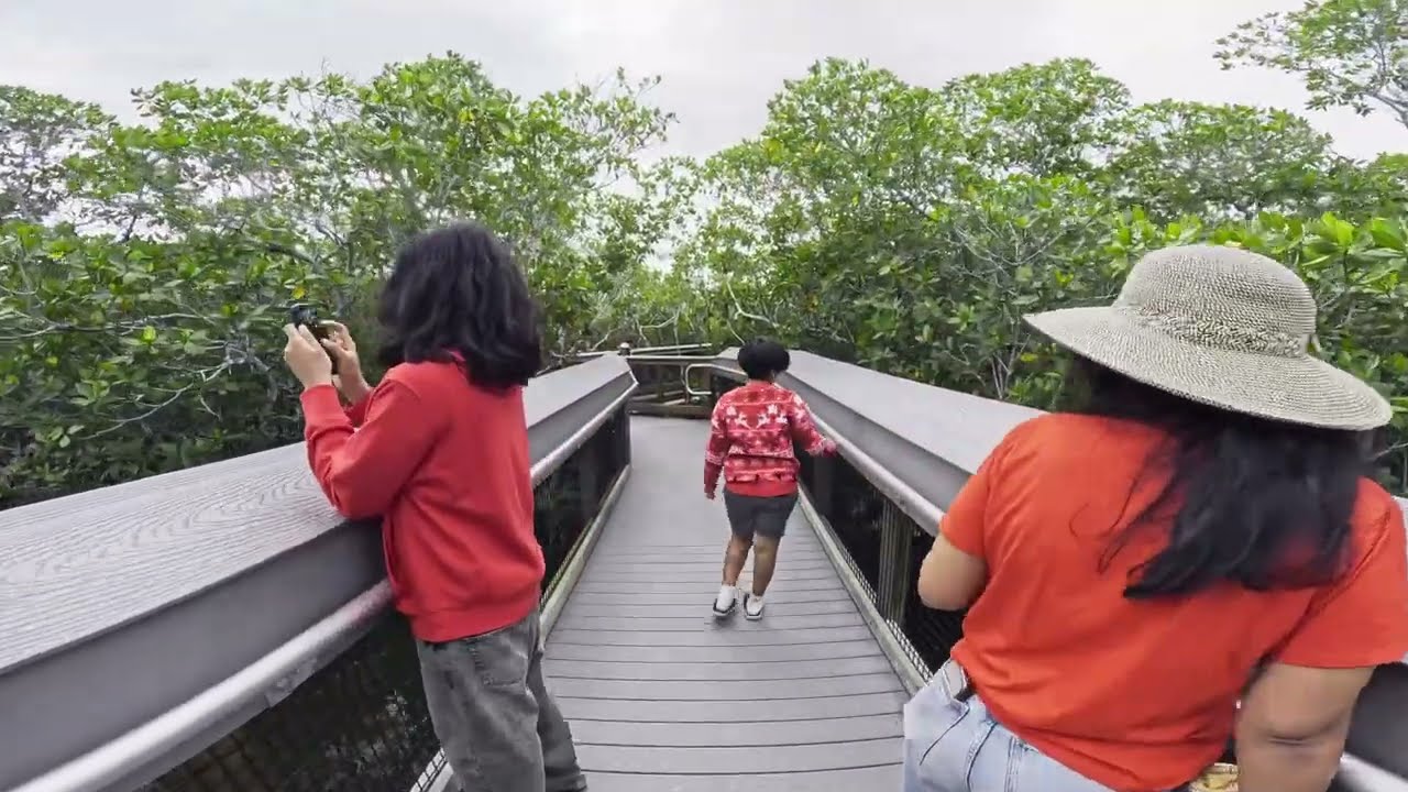 Mangrove Trail at John Pennekamp Coral Reef State Park (Key Largo, Florida Keys) 