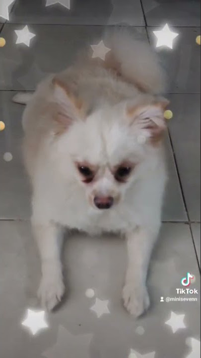 Suara Merdu Gonggongan Anjing Pomeranian