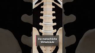 Corpus Studybuddy Die Menschliche Wirbelsäule