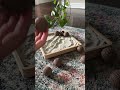 Mini Desktop Zen Garden #asmr #asmrsounds #zen #creative #meditation #meditationsounds  #relaxing