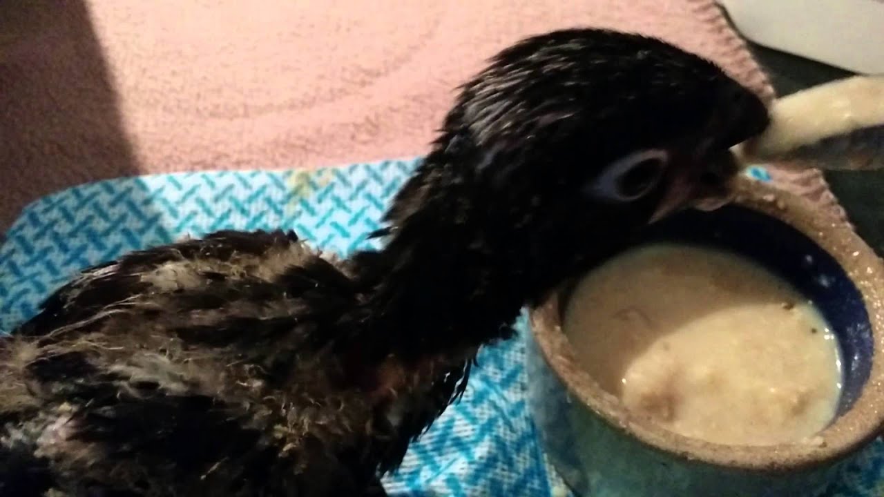 Black Lory Baby 